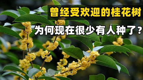 桂花好種嗎|6個桂花照顧小技巧，教你如何種植桂花樹 